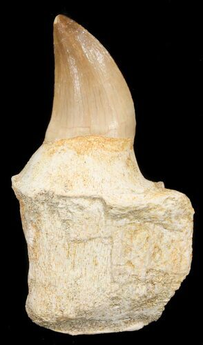 Rooted Mosasaur Tooth - Morocco #38178